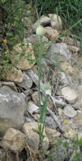 Allium ampeloprasum